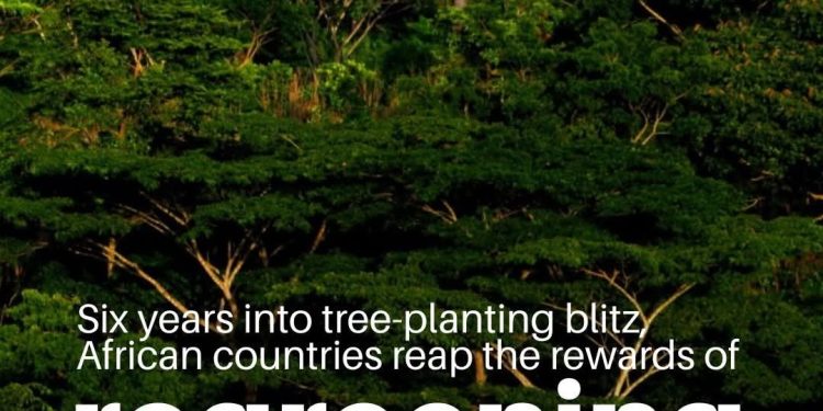 COP30 : Les forêts tropicales au cœur des solutions climatiques