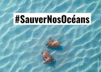 #SAUVERNOSOCÉANS : L’ACCORD BBNJ ENTRE EN VIGUEUR, UN TOURNANT HISTORIQUE POUR LA HAUTE MER