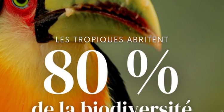 Journée internationale des tropiques : un appel mondial à protéger le poumon de la planète