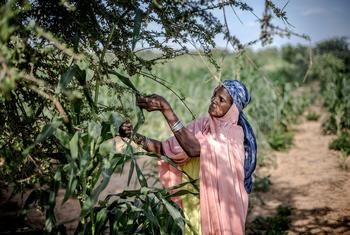 Climat : l’ONU veut accélérer le financement de l’adaptation