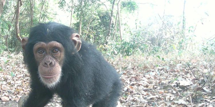 Protection de la biodiversité : l’Union européenne renforce son engagement en faveur des chimpanzés en Guinée