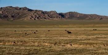L’herbe sous nos pieds : pourquoi les terres de parcours naturels sont essentielles