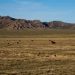 L’herbe sous nos pieds : pourquoi les terres de parcours naturels sont essentielles